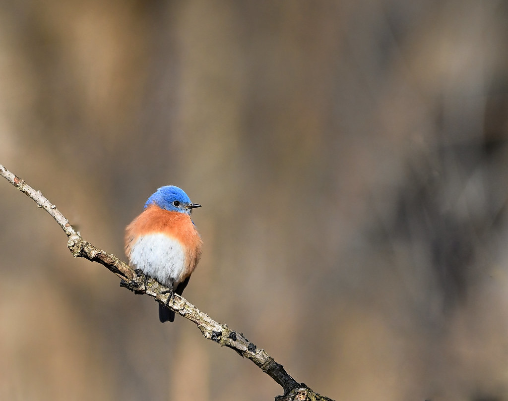 An eastern bluebird perched on a bare branch in soft, warm morning light